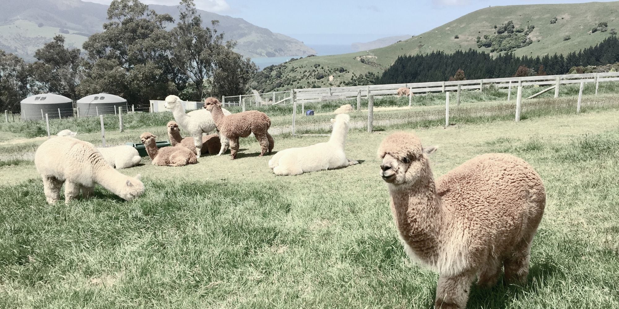 Alpaca Bedding NZ | Luxury Natural Alpaca Duvets & Bedding by Moemoe