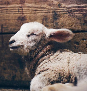 The Benefits of Natural Fibre & the Restorative Qualities of Good Sleep