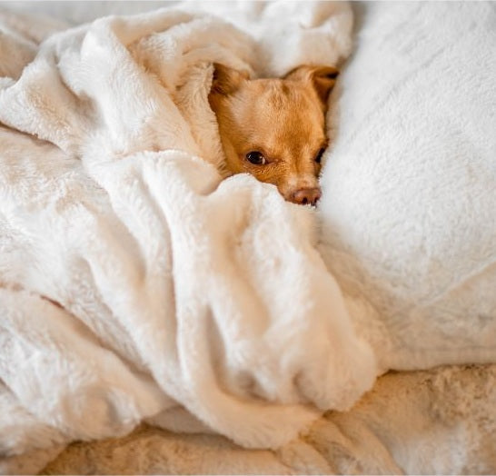 Why Wool Might Be the Secret to Better Sleep