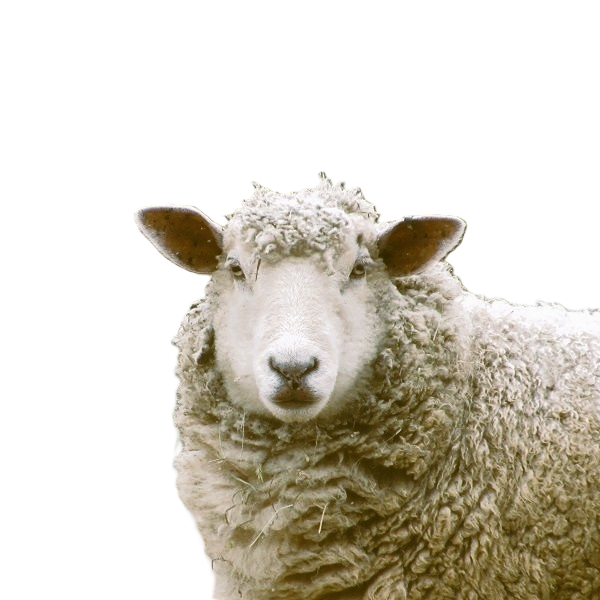 Moemoe NZ Wool Duvets for Winter Warmth